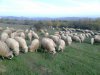 Knl: Elad juhok brnyok nagy ttelben