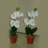 Knl: Mini orchidea / fehr