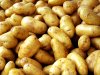 Knl: Elad elsosztly krumpli (piros , srga) nagytt...