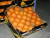 Knl: narancs navelina